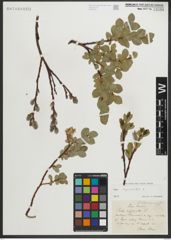 Foto von Salix myrsinites L.